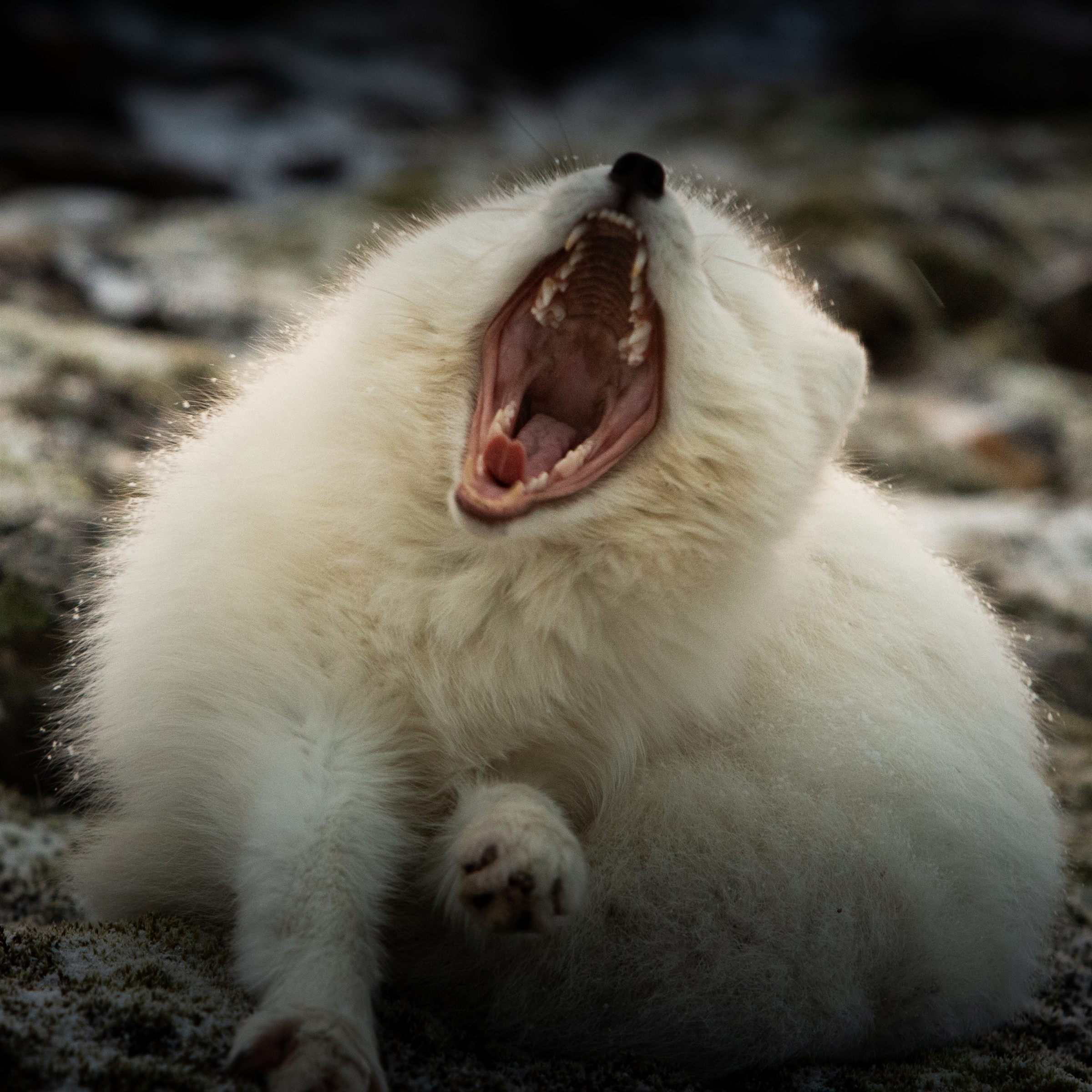 Svalbard